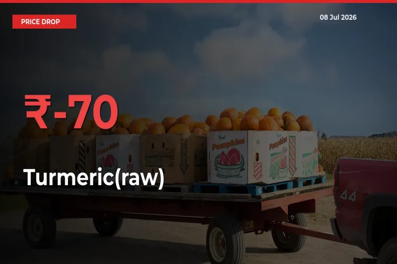 Sharp Fall! Turmeric(raw) Prices Plunge 69.56% in a Day at Key Mandis