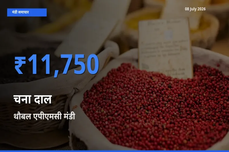 टॉप मंडी बना थौबल एपीएमसी! चना दाल के सबसे ऊँचे दाम यहीं दर्ज