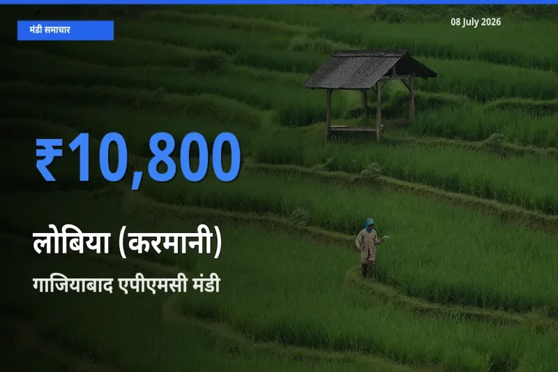 आज का मंडी भाव: लोबिया (करमानी) के सबसे ज़्यादा दाम गाजियाबाद एपीएमसी में