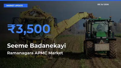 Ramanagara APMC Tops Seeme Badanekayi Rates – July 08 Market Update