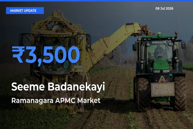 Ramanagara APMC Tops Seeme Badanekayi Rates – July 08 Market Update