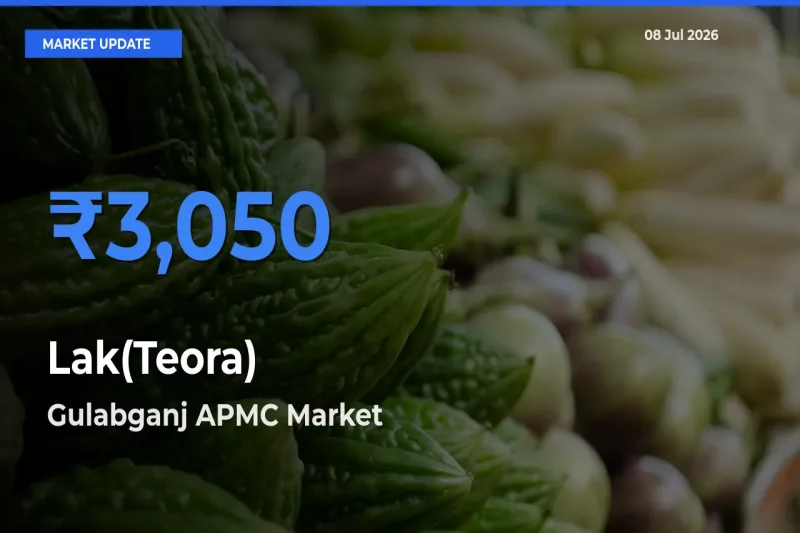 Gulabganj APMC Leads as Top Mandi for Lak(Teora) Prices
