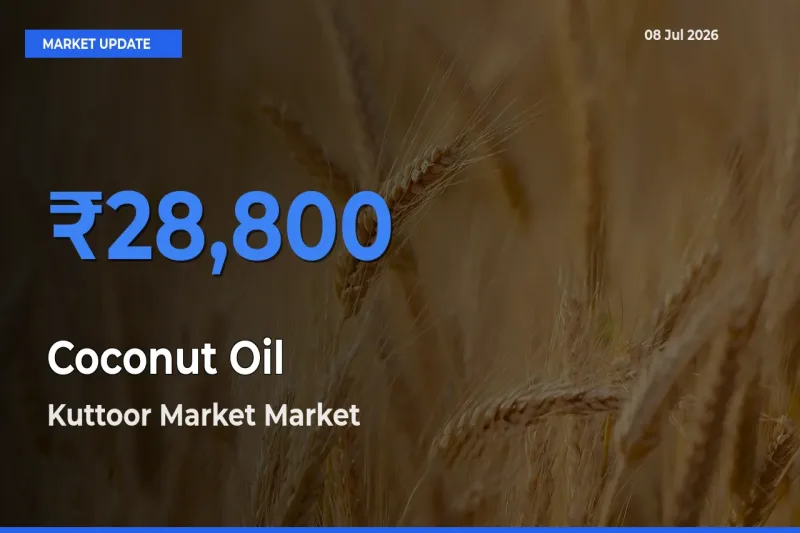 Kuttoor Market Leads as Top Mandi for Coconut Oil Prices