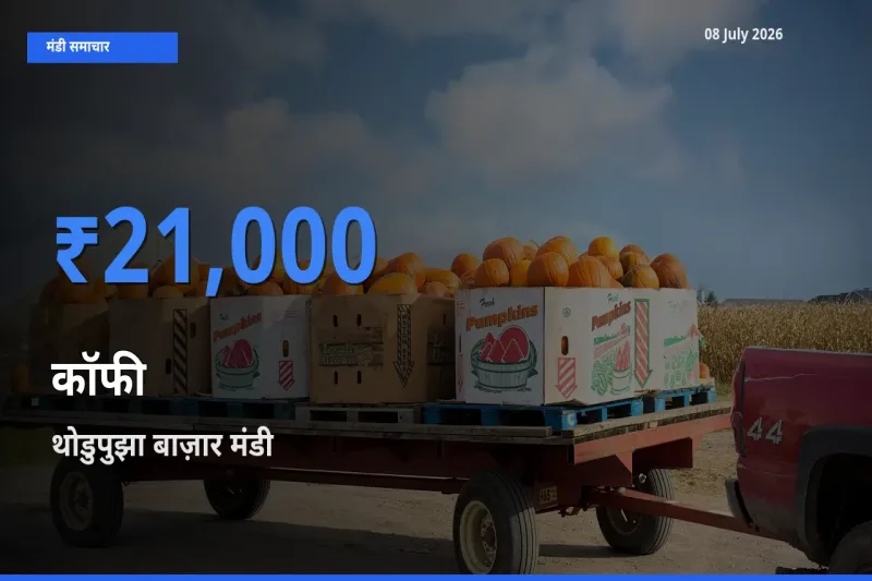 थोडुपुझा बाज़ार मंडी में आज कॉफी के सबसे ऊँचे दाम दर्ज