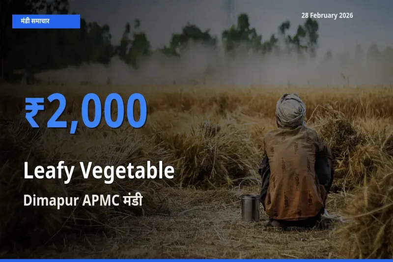 Dimapur APMC मंडी में Leafy Vegetable ₹2,000 पर पहुँचा – आज का सर्वोच्च भाव