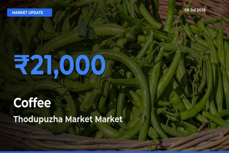 Thodupuzha Market Tops Coffee Rates – July 08 Market Update