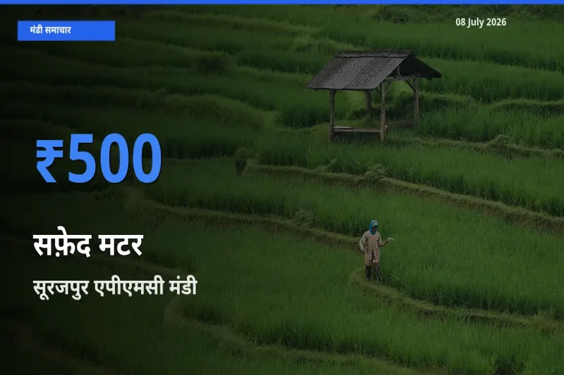 किसानों की पसंद बना सूरजपुर एपीएमसी, सफ़ेद मटर के सबसे अच्छे दाम