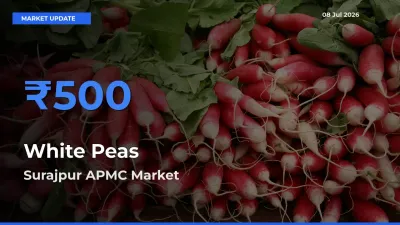 Market Watch: Surajpur APMC Becomes Top Mandi for White Peas