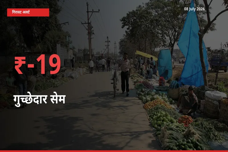 स्थानीय मंडी में गुच्छेदार सेम के दाम अचानक 19.38% गिरे, किसानों की चिंता बढ़ी