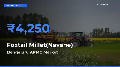 Bengaluru APMC Emerges as Top Mandi for Foxtail Millet(Navane) Prices Today