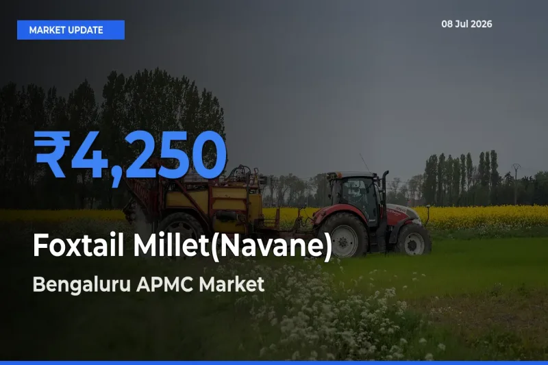 Bengaluru APMC Emerges as Top Mandi for Foxtail Millet(Navane) Prices Today