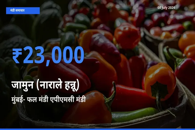 मुंबई- फल मंडी एपीएमसी मंडी में जामुन (नाराले हन्नू) ₹23,000 पर पहुँचा – आज का सर्वोच्च भाव