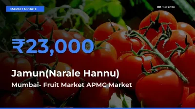 Mumbai- Fruit Market APMC Offers ₹23,000 – Highest Jamun(Narale Hannu) Rate Today
