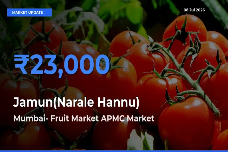 Mumbai- Fruit Market APMC Offers ₹23,000 – Highest Jamun(Narale Hannu) Rate Today