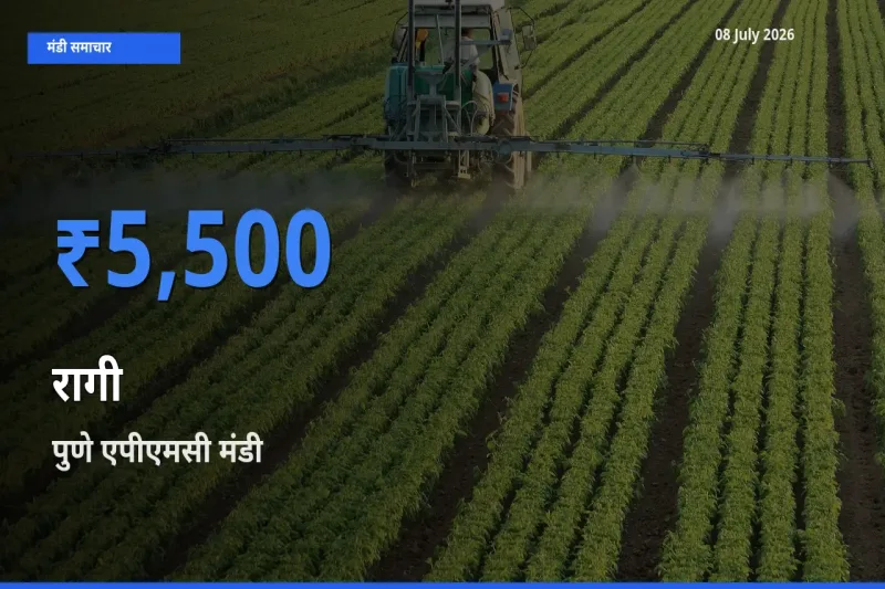 पुणे एपीएमसी में रागी का आज सबसे ऊँचा भाव