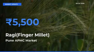 Market Watch: Pune APMC Becomes Top Mandi for Ragi(Finger Millet)