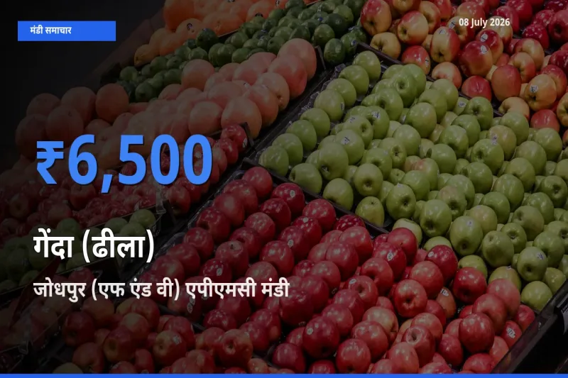 08 July अपडेट: गेंदा (ढीला) के सबसे ऊँचे दाम जोधपुर (एफ एंड वी) एपीएमसी मंडी में