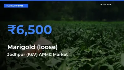 Jodhpur (F&V) APMC Emerges as Top Mandi for Marigold (loose) Prices Today
