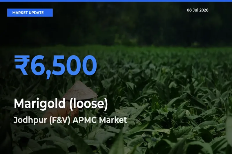 Jodhpur (F&V) APMC Emerges as Top Mandi for Marigold (loose) Prices Today