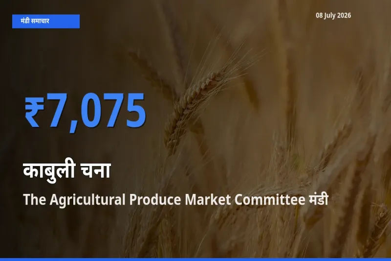 किसानों की पसंद बना The Agricultural Produce Market Committee, काबुली चना के सबसे अच्छे दाम
