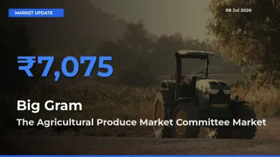 Farmers Prefer The Agricultural Produce Market Committee as Big Gram Hits Highest Rate