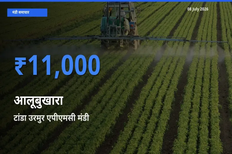 टांडा उरमुर एपीएमसी मंडी में आलूबुखारा ₹11,000 पर पहुँचा – आज का सर्वोच्च भाव