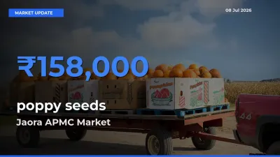 Jaora APMC Offers ₹158,000 – Highest poppy seeds Rate Today