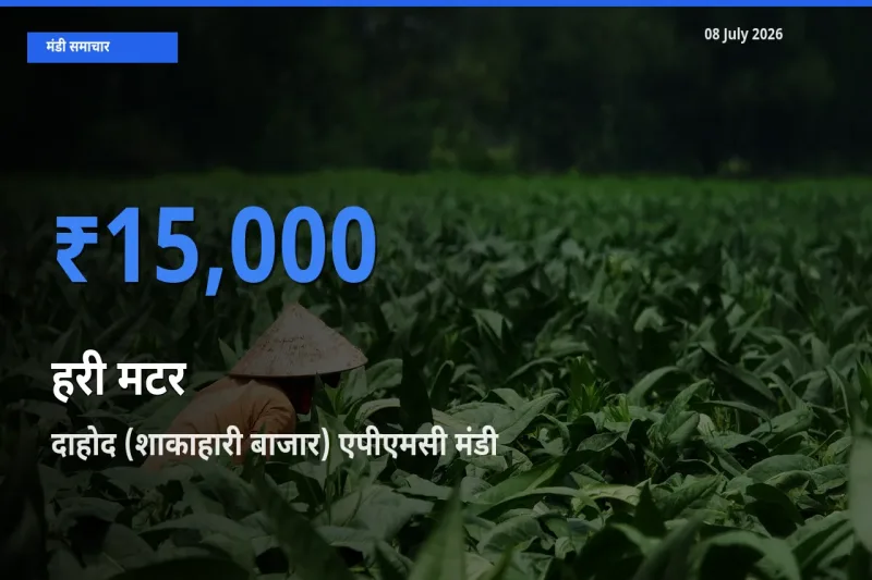 आज का मंडी भाव: हरी मटर के सबसे ज़्यादा दाम दाहोद (शाकाहारी बाजार) एपीएमसी में
