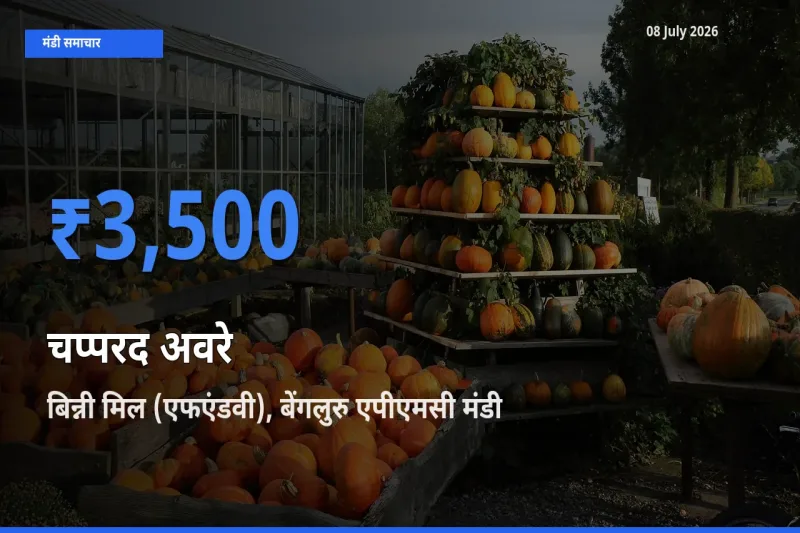 बिन्नी मिल (एफएंडवी), बेंगलुरु एपीएमसी मंडी में आज चप्परद अवरे के सबसे ऊँचे दाम दर्ज