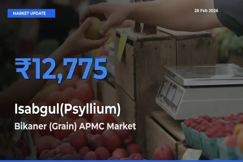 Bikaner (Grain) APMC Tops Isabgul(Psyllium) Mandi Rates Today