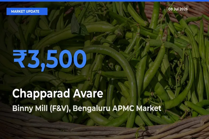 Top Performer! Binny Mill (F&V), Bengaluru APMC Offers Best Chapparad Avare Price Today