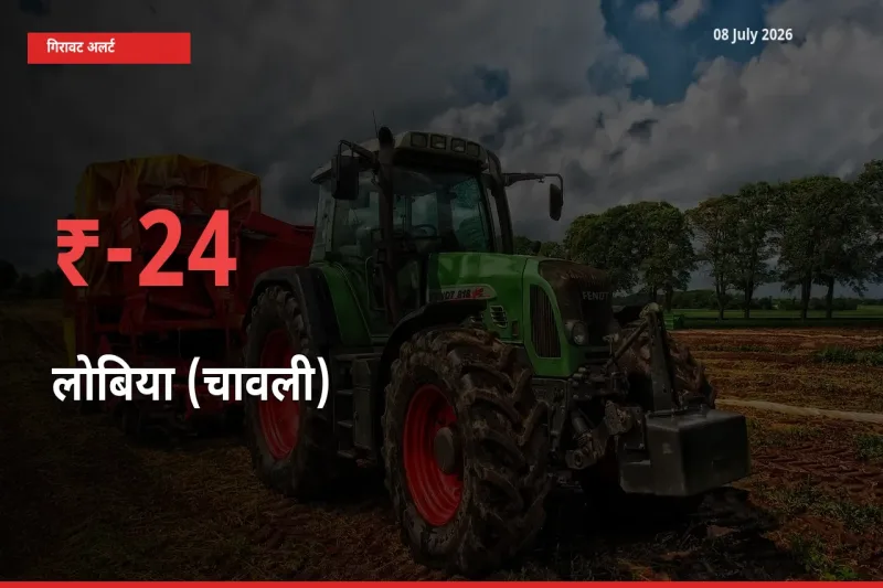 आज का मंडी भाव: लोबिया (चावली) के दाम मंडी में 23.52% नीचे