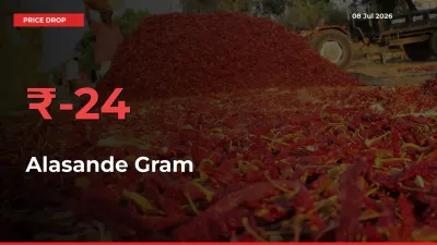 Sudden Shock! Alasande Gram Drops 23.52% in 24 Hours at Top Mandis