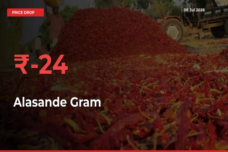 Sudden Shock! Alasande Gram Drops 23.52% in 24 Hours at Top Mandis