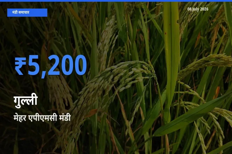मेहर एपीएमसी मंडी में आज गुल्ली के सबसे ऊँचे दाम दर्ज