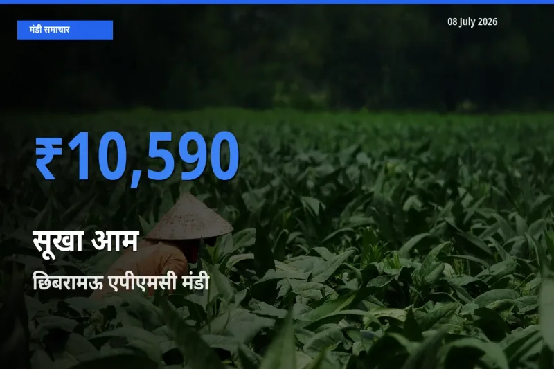 छिबरामऊ एपीएमसी में सूखा आम का आज सबसे ऊँचा भाव