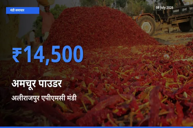 08 July अपडेट: अमचूर पाउडर के सबसे ऊँचे दाम अलीराजपुर एपीएमसी मंडी में