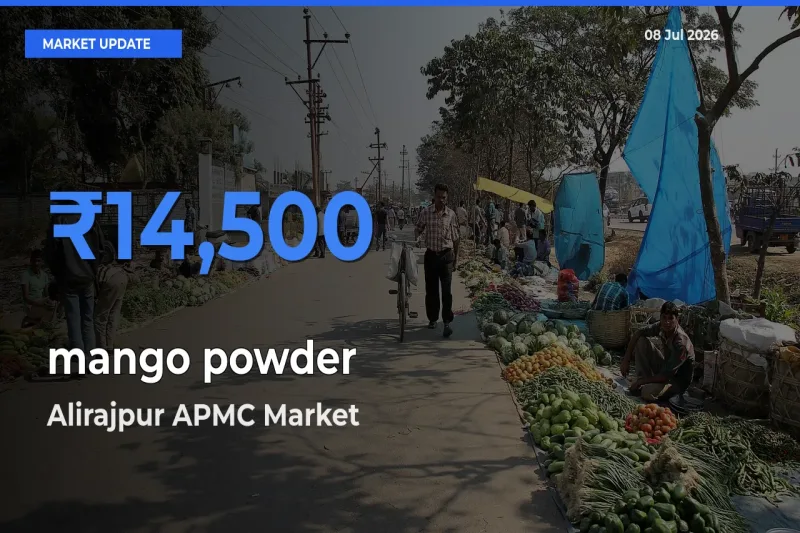 Farmers Prefer Alirajpur APMC as mango powder Hits Highest Rate