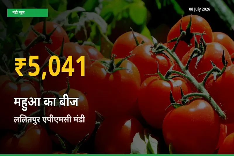 आज का मंडी भाव: ललितपुर एपीएमसी में महुआ का बीज सबसे ऊँचे स्तर पर