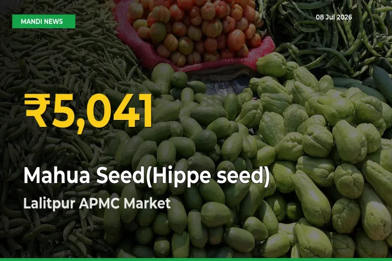 Farmers Benefit as Mahua Seed(Hippe seed) Rate Touches New High in Lalitpur APMC