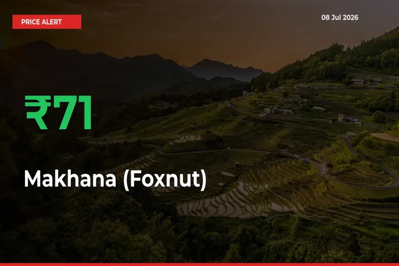 Sudden 71.21% Rally in Makhana (Foxnut) Prices Across Mandis