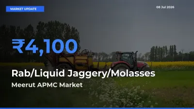 Market Watch: Meerut APMC Becomes Top Mandi for Rab/Liquid Jaggery/Molasses