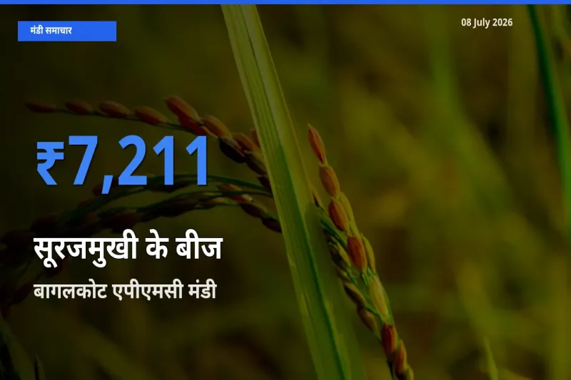08 July अपडेट: सूरजमुखी के बीज के सबसे ऊँचे दाम बागलकोट एपीएमसी मंडी में