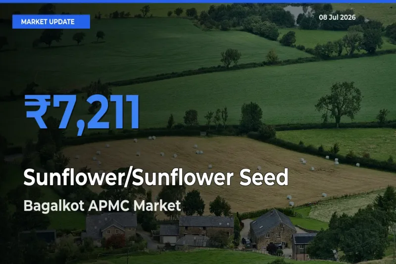 Bagalkot APMC Offers ₹7,211 – Highest Sunflower/Sunflower Seed Rate Today