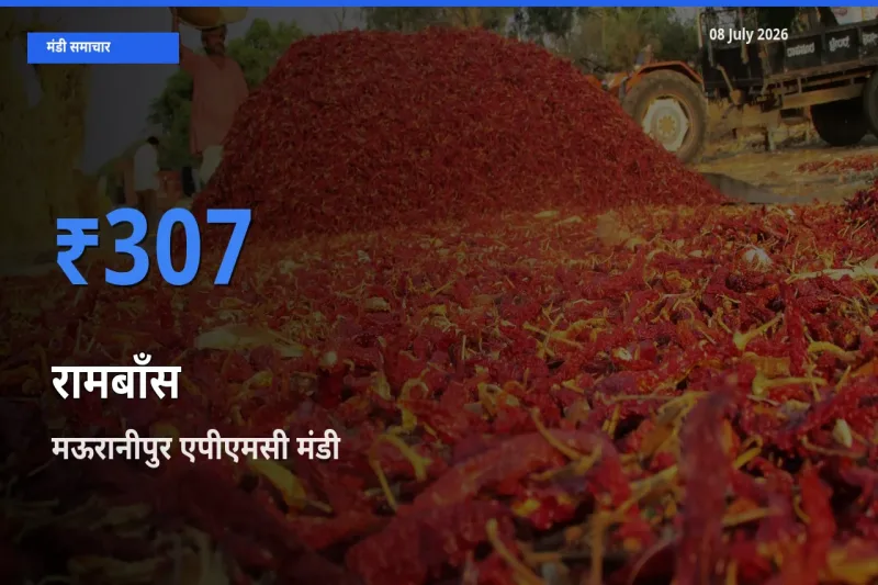 मऊरानीपुर एपीएमसी मंडी में रामबाँस ₹307 पर पहुँचा – आज का सर्वोच्च भाव