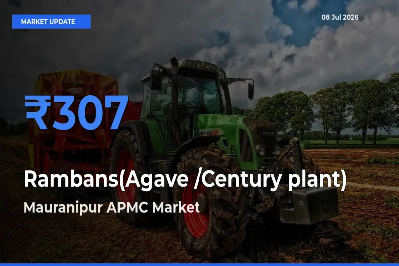 Mauranipur APMC Records Highest ₹307 Rate for Rambans(Agave /Century plant)