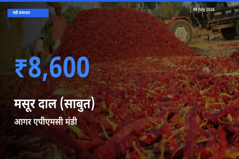 आगर एपीएमसी में मसूर दाल (साबुत) का आज सबसे ऊँचा भाव