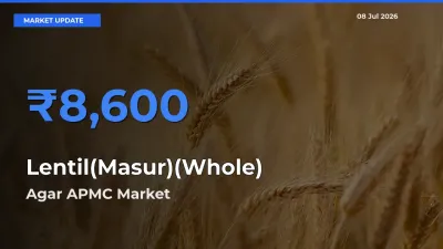 Agar APMC Leads as Top Mandi for Lentil(Masur)(Whole) Prices