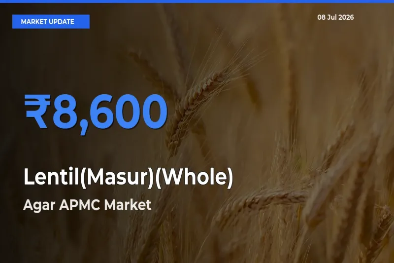 Agar APMC Leads as Top Mandi for Lentil(Masur)(Whole) Prices
