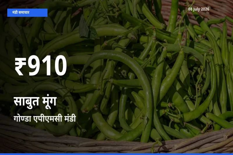 किसानों के लिए चिंता का विषय? साबुत मूंग के दाम गोण्डा एपीएमसी में 30 दिन के न्यूनतम स्तर पर
